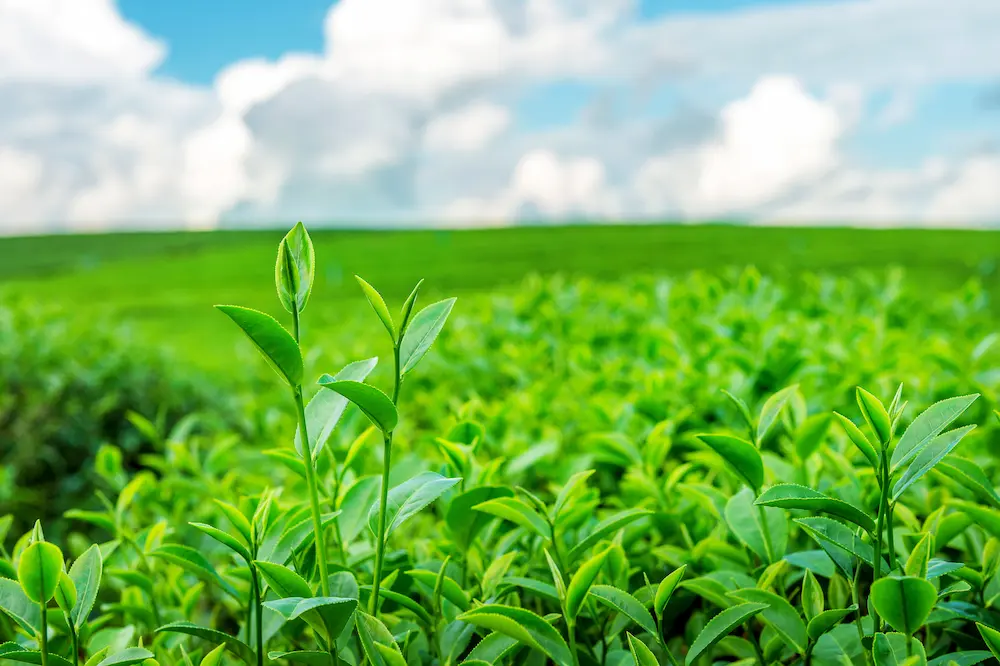 Best Fertilizer Practices For Higher Yield